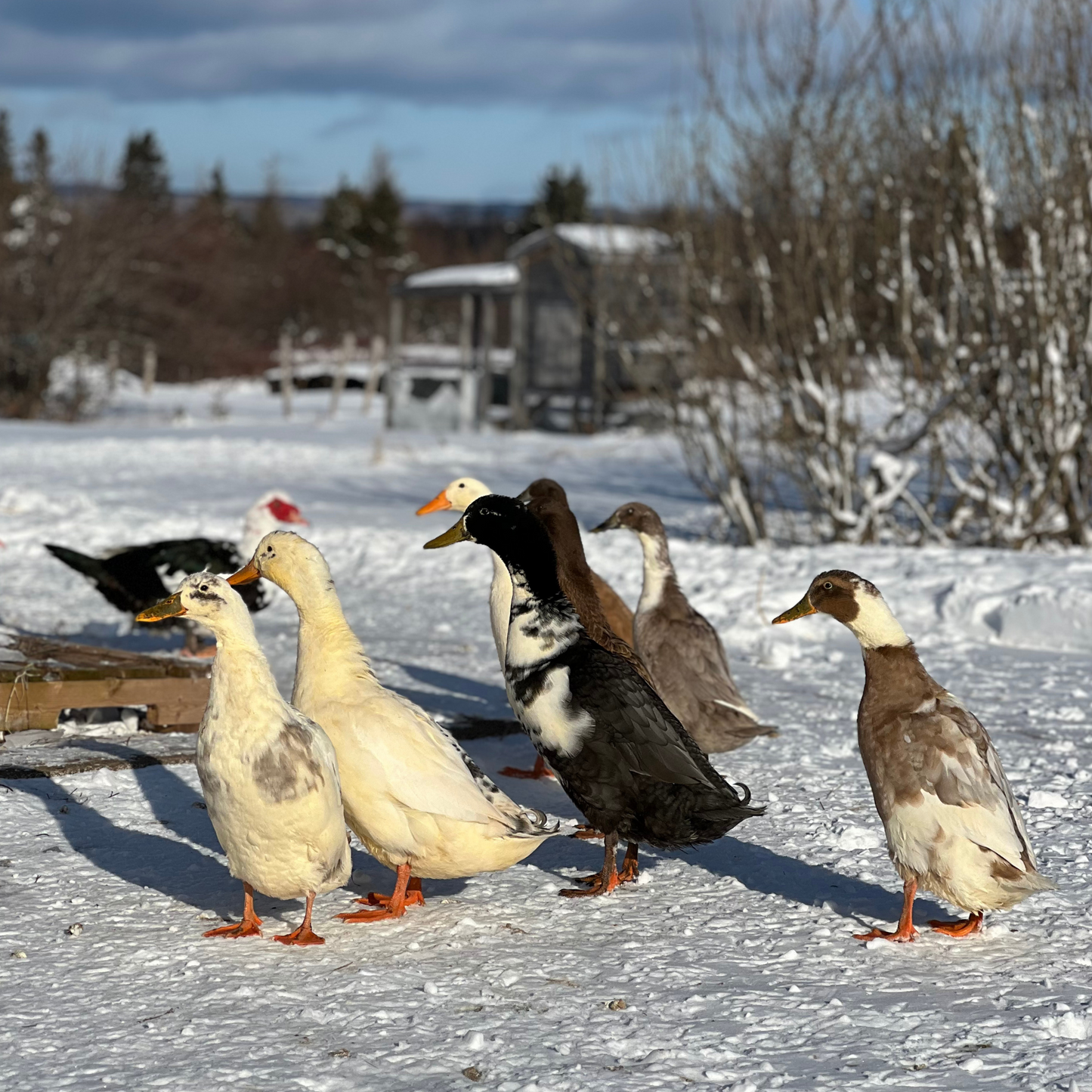 Canard Coureur Indien