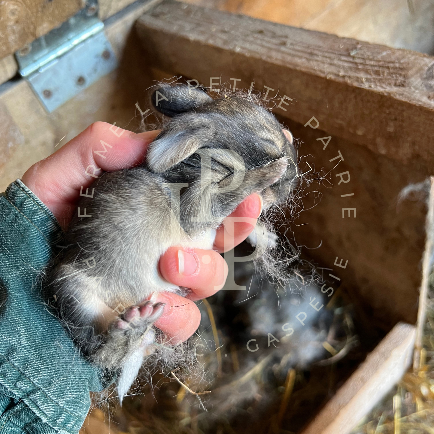 Lapin