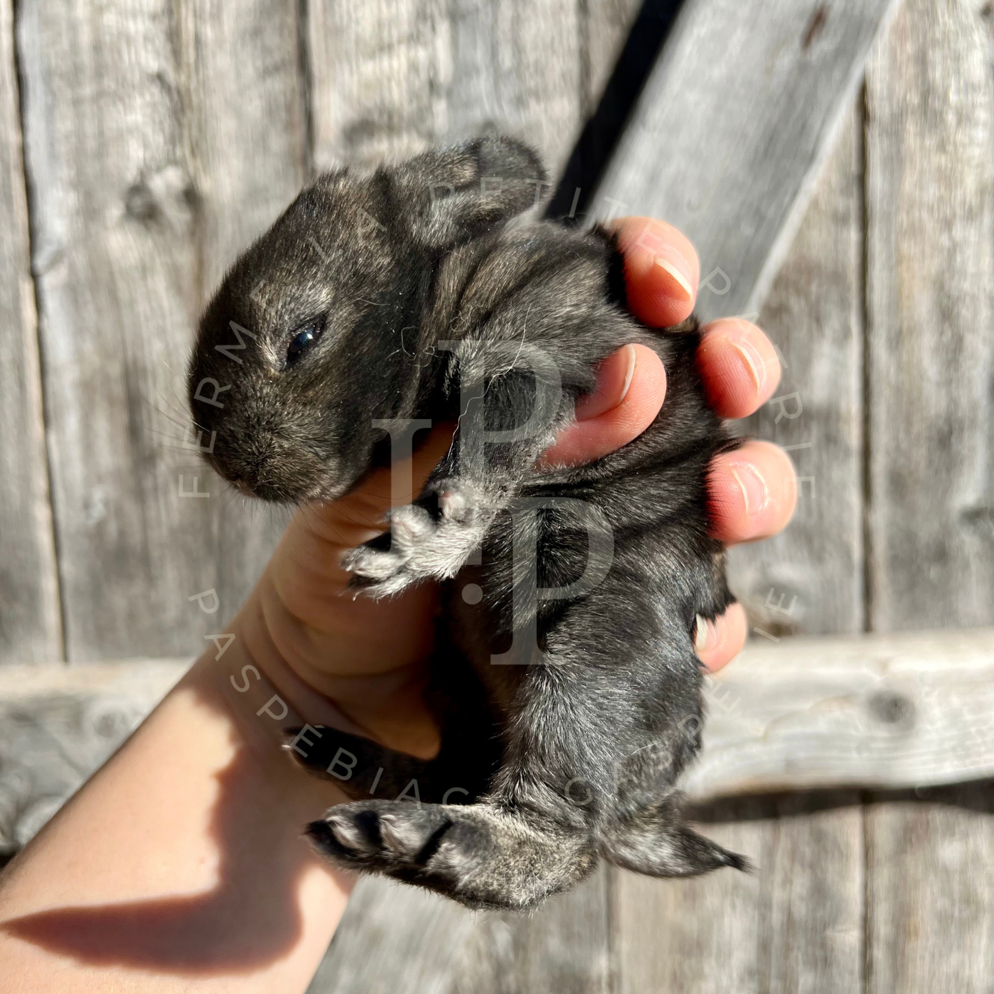 Lapin