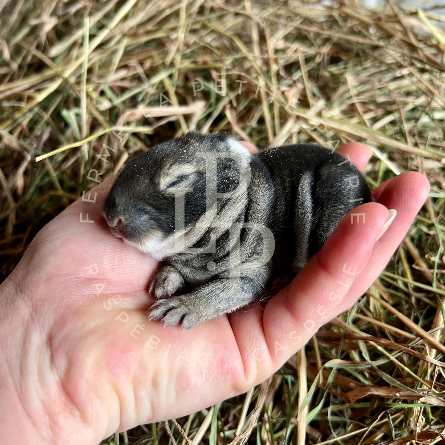 Lapin