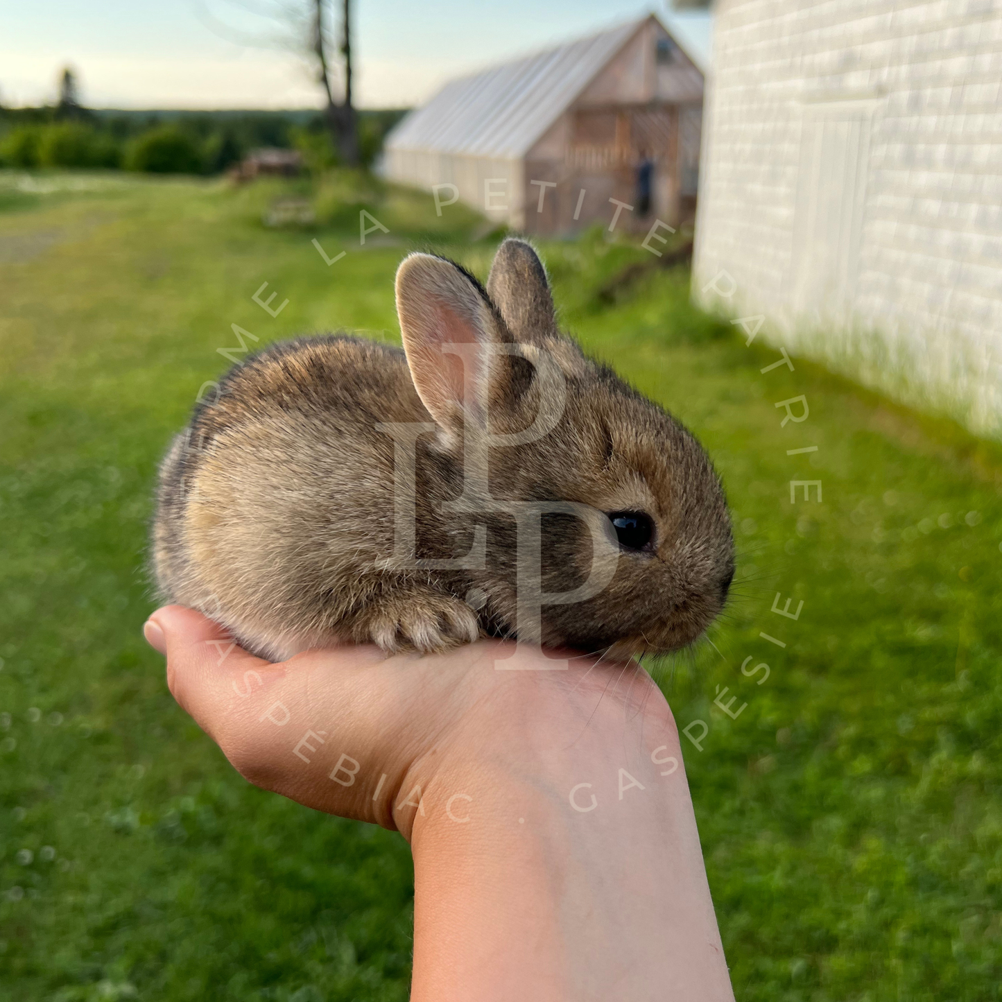 Lapin