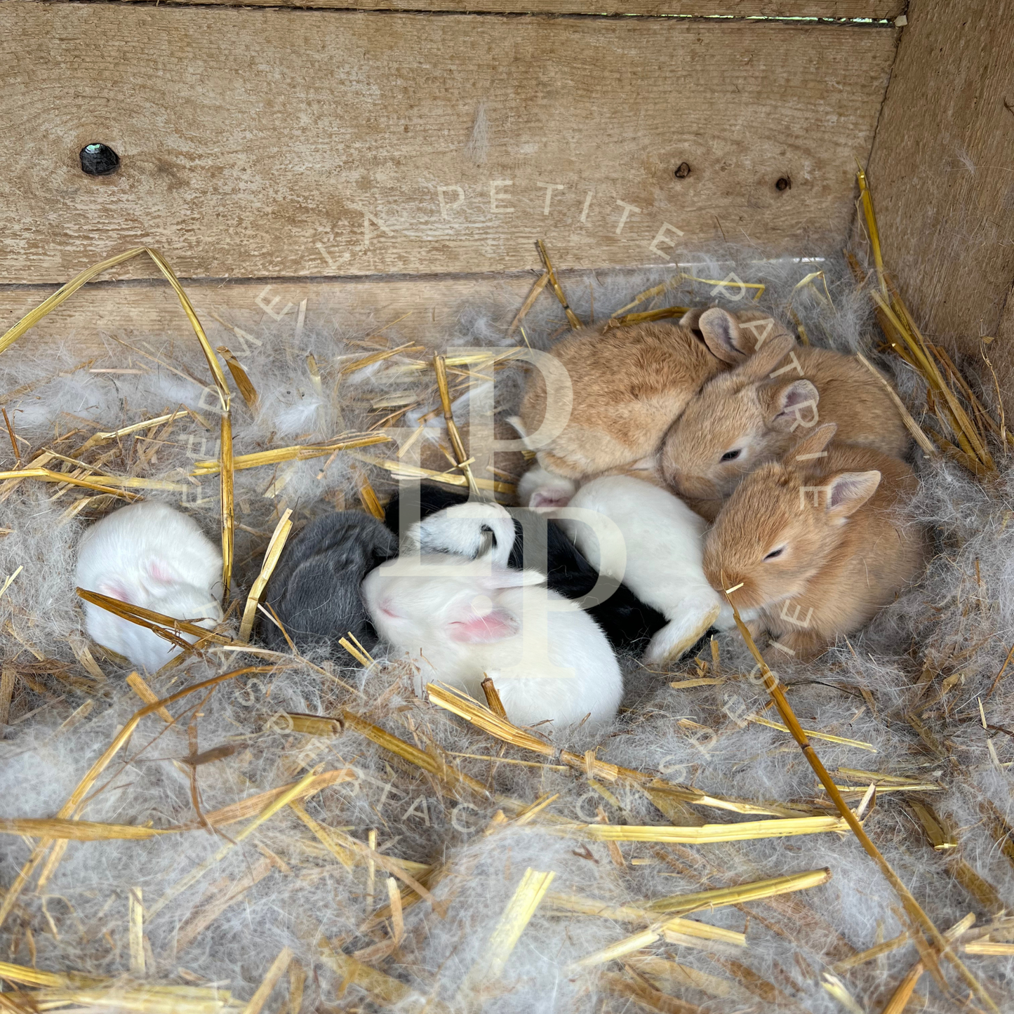 Lapin