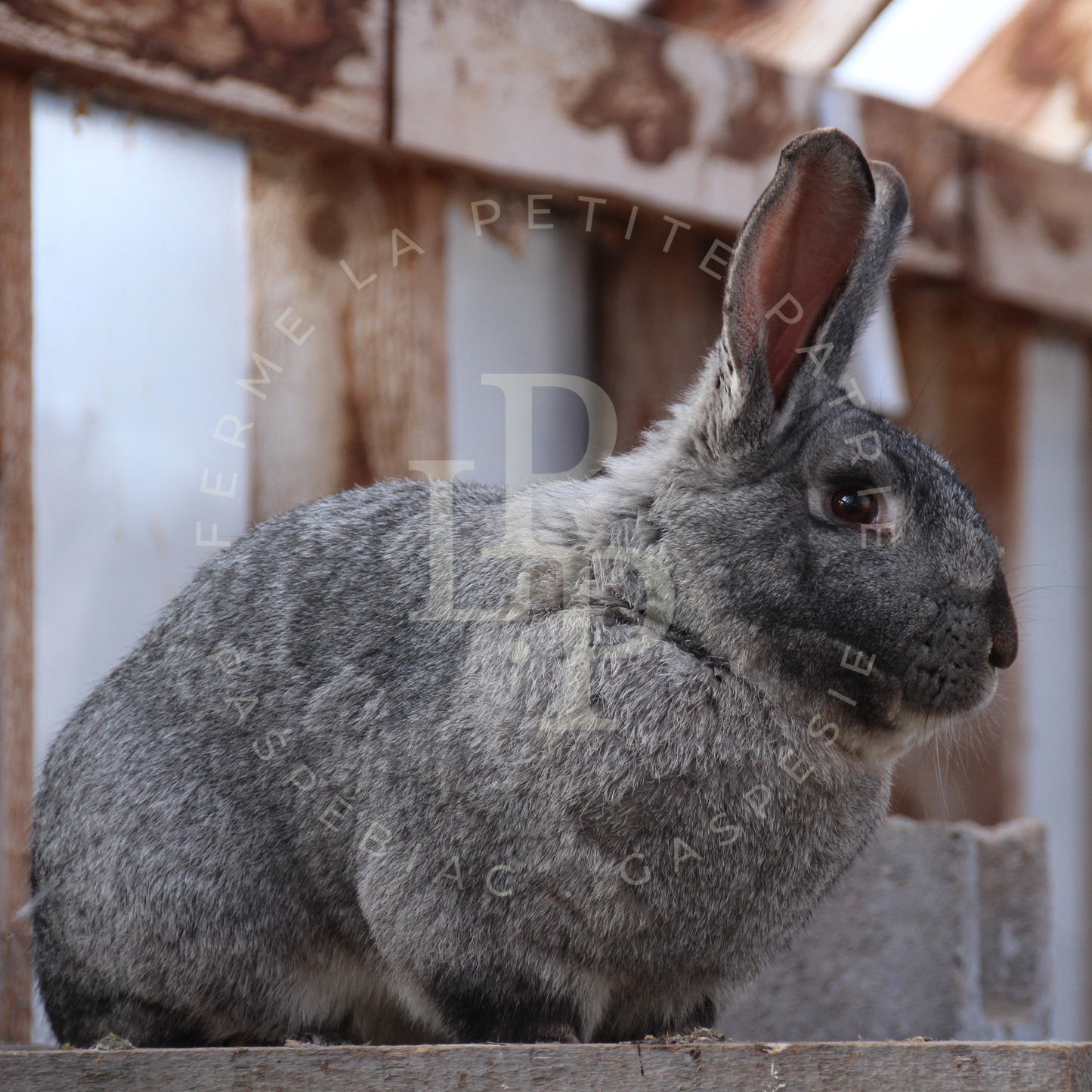 Lapin