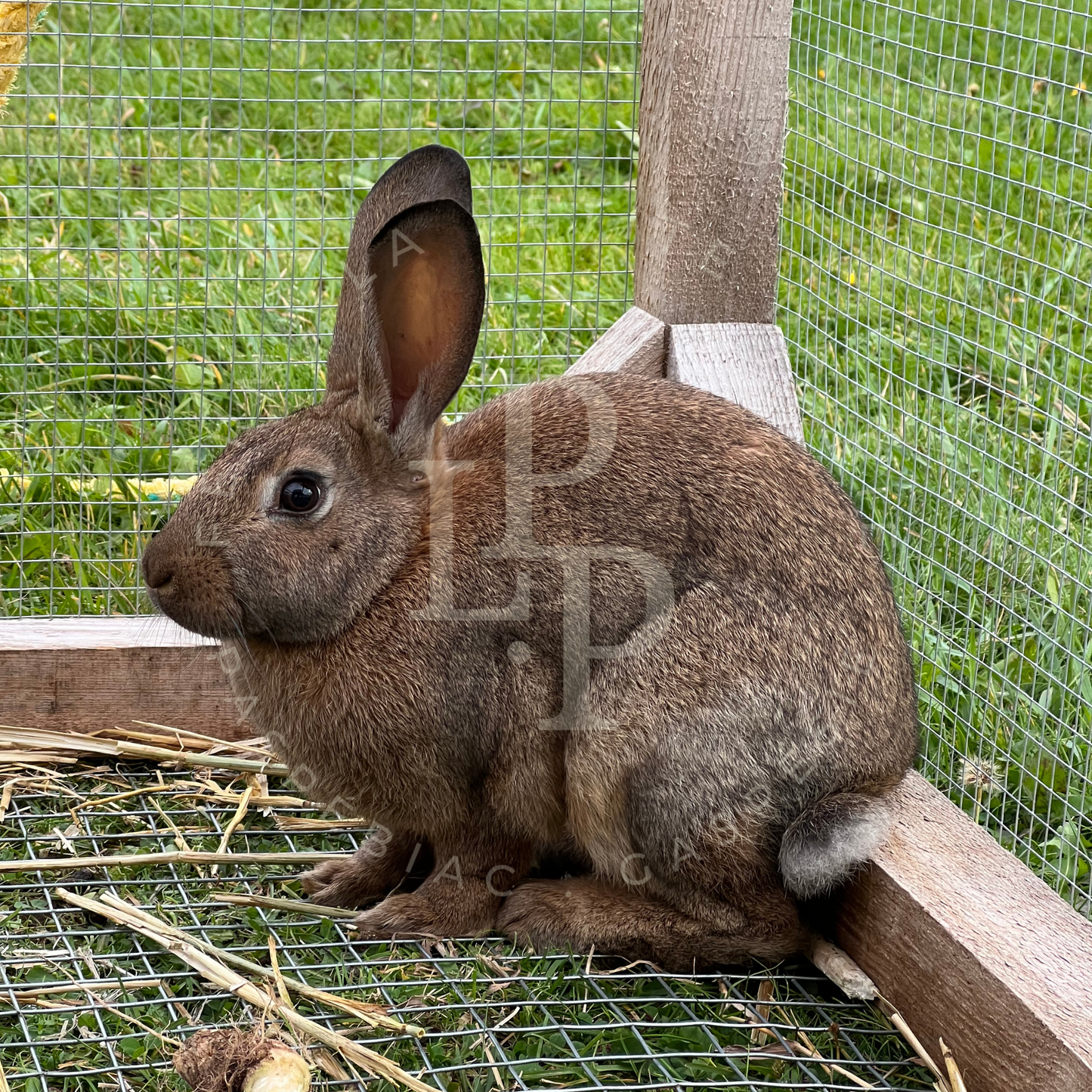 Lapin