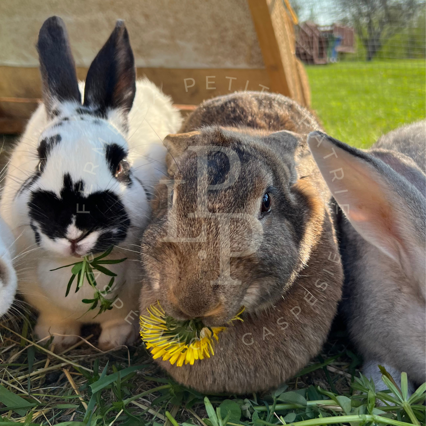 Lapin