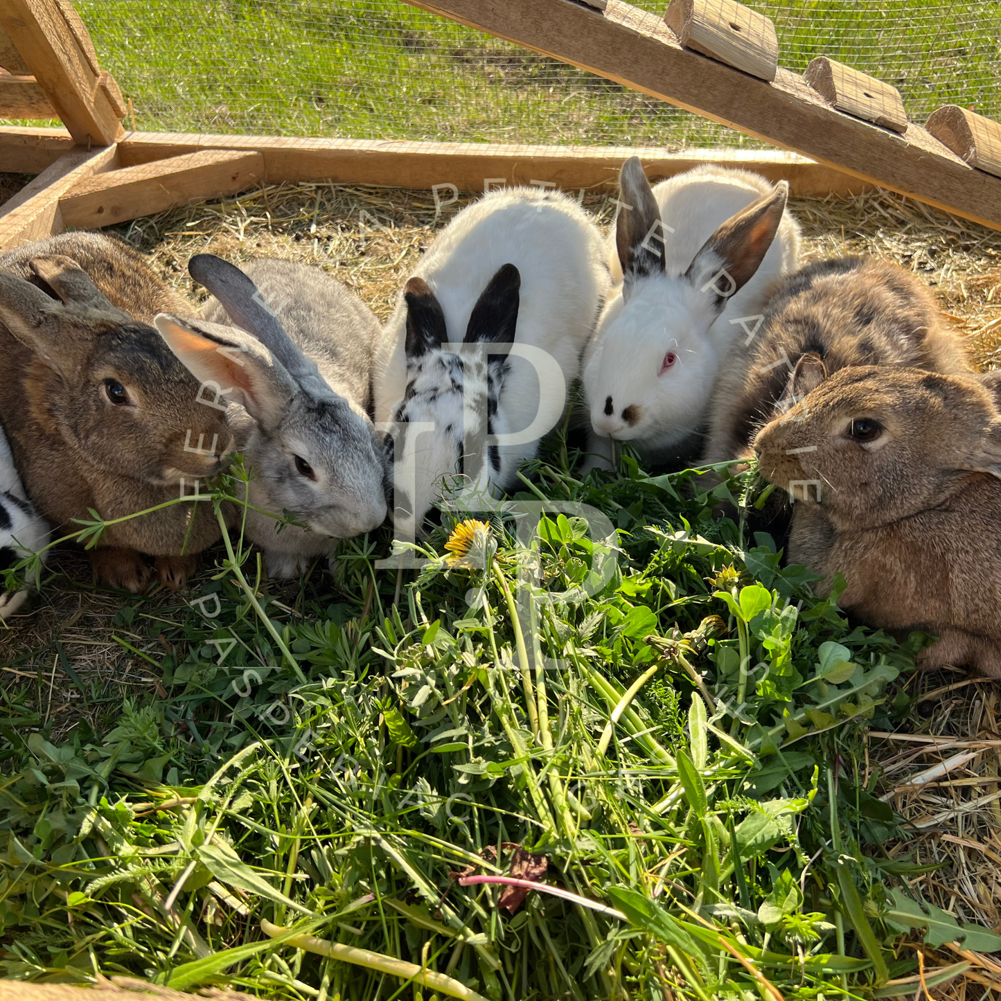 Lapin
