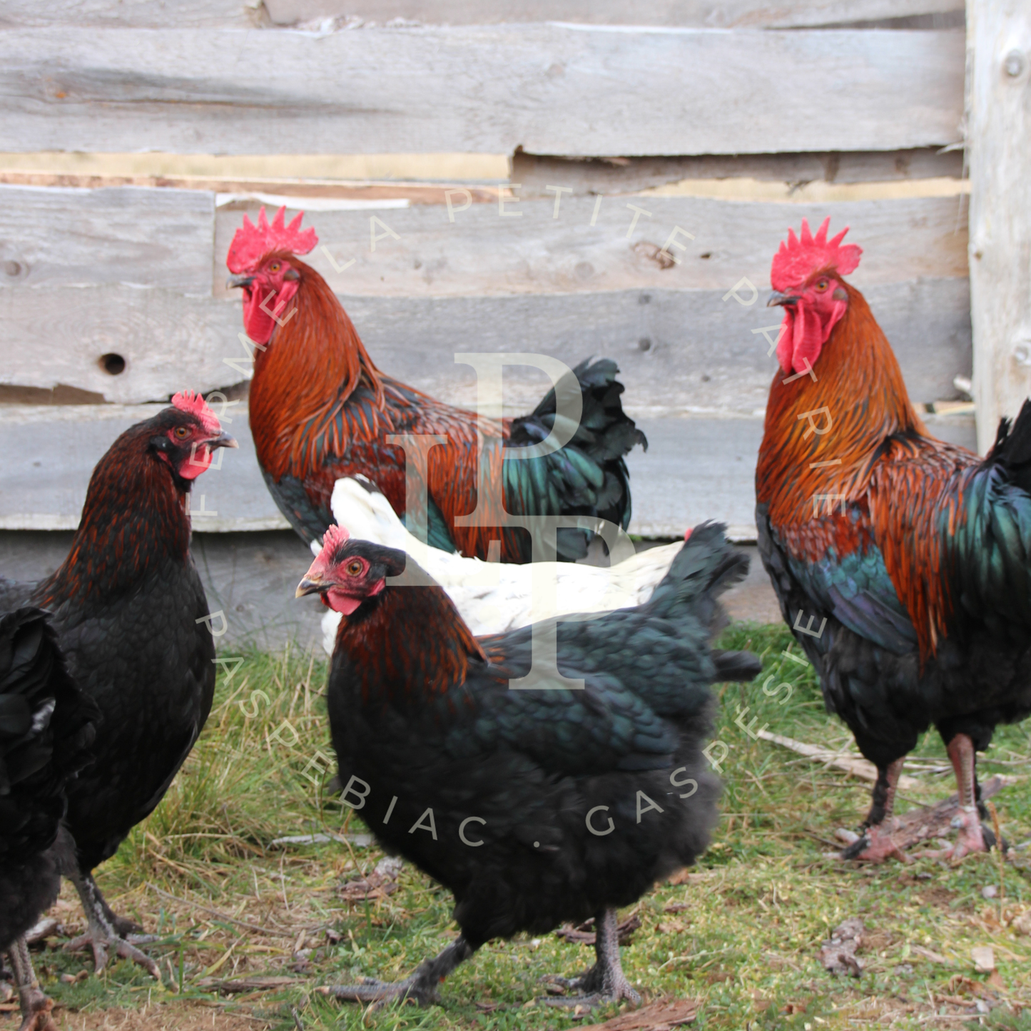 Marans noir à camail cuivré