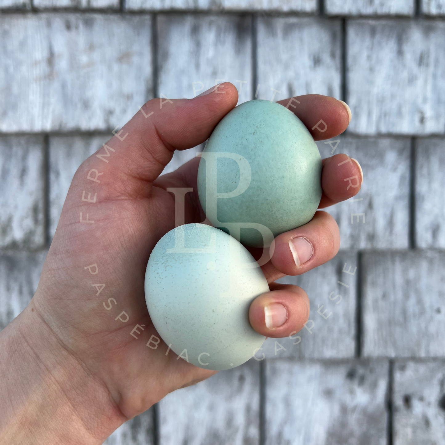 Blue Egger