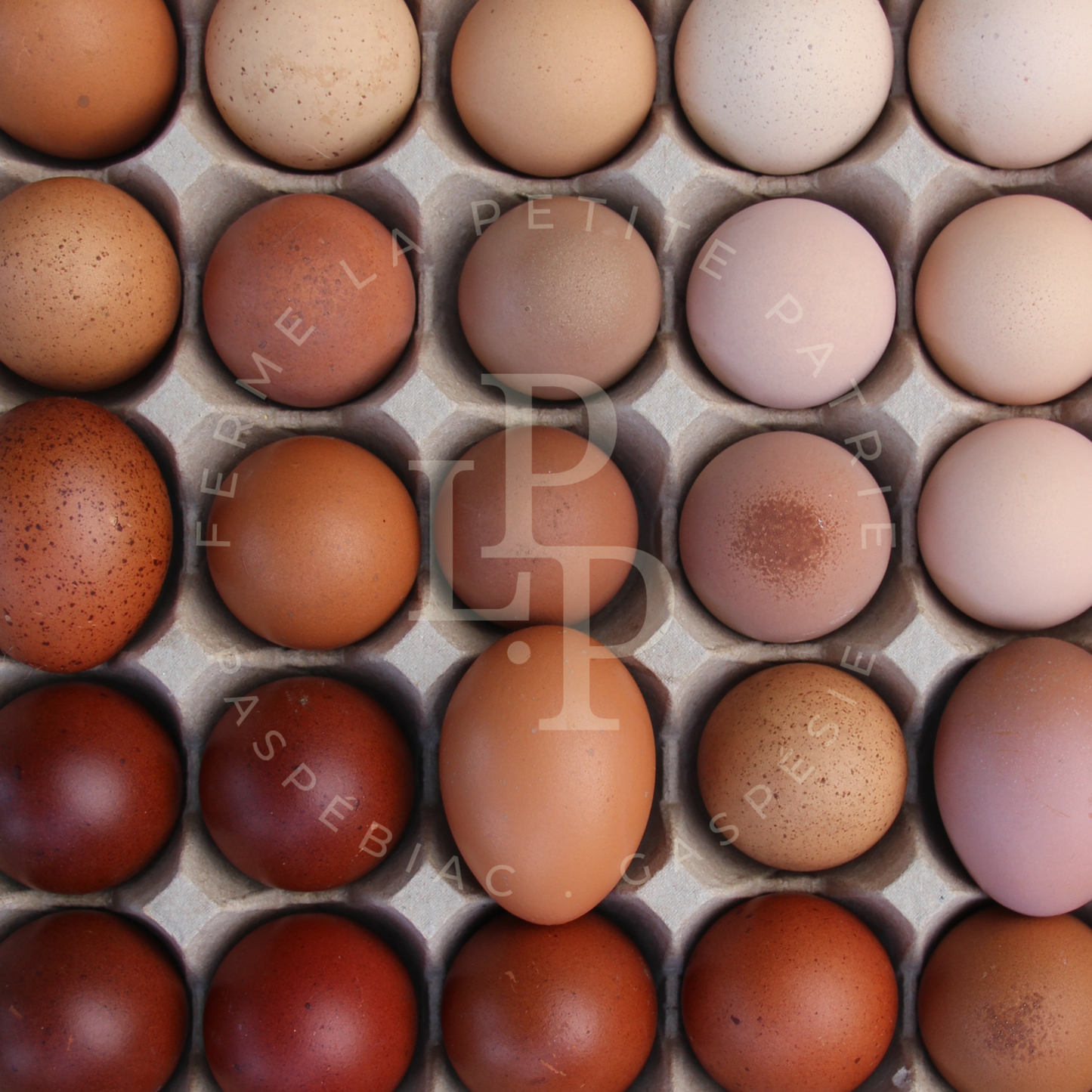Marans noir à camail cuivré