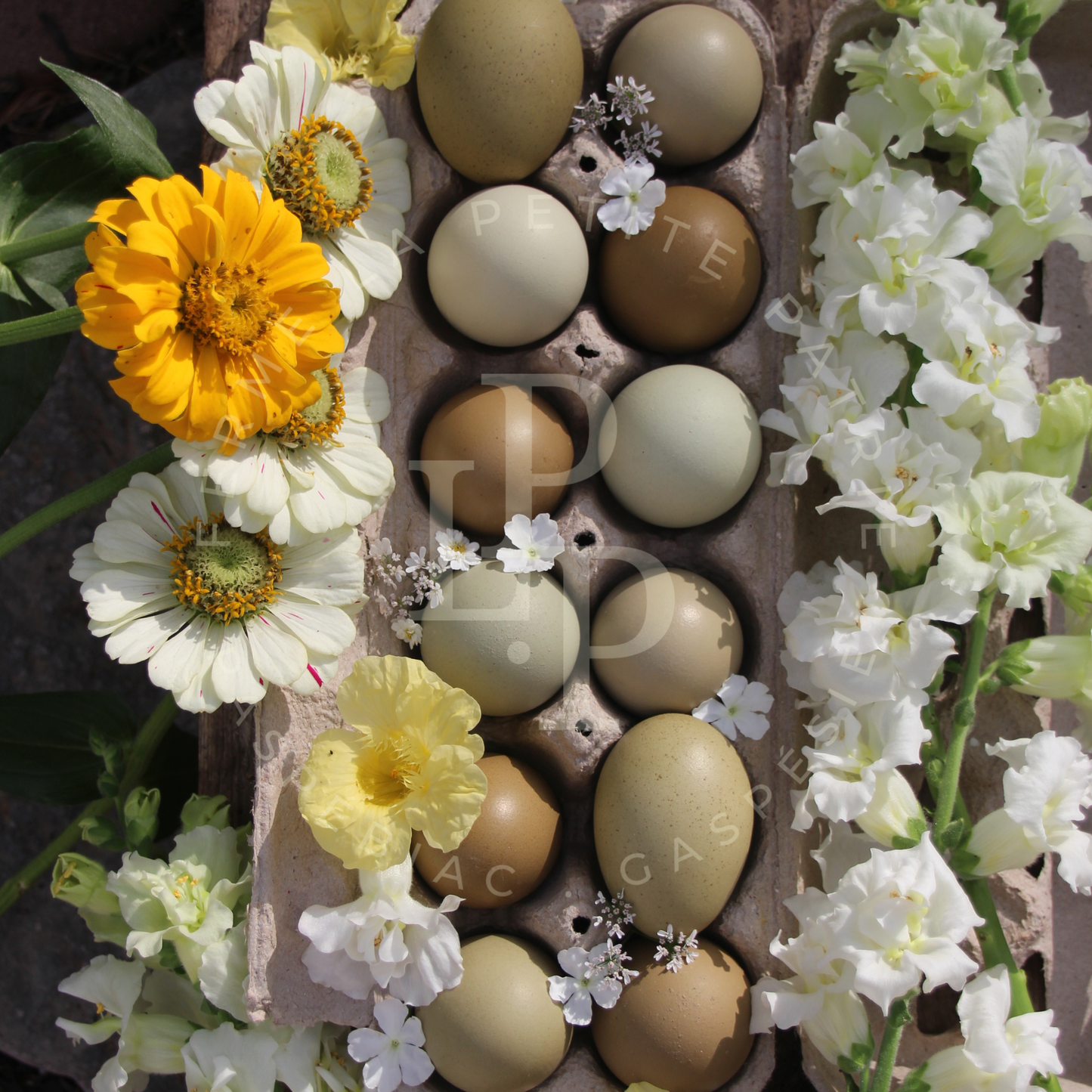 Olive Egger