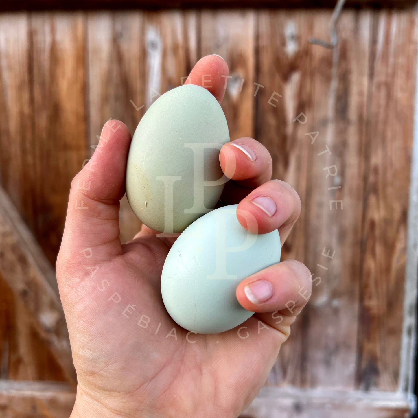 Blue Egger