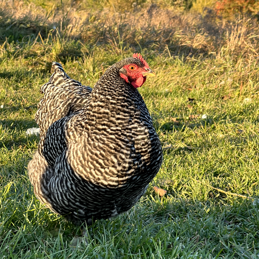 Plymouth Rock barrée (Cueillette à la ferme seulement)