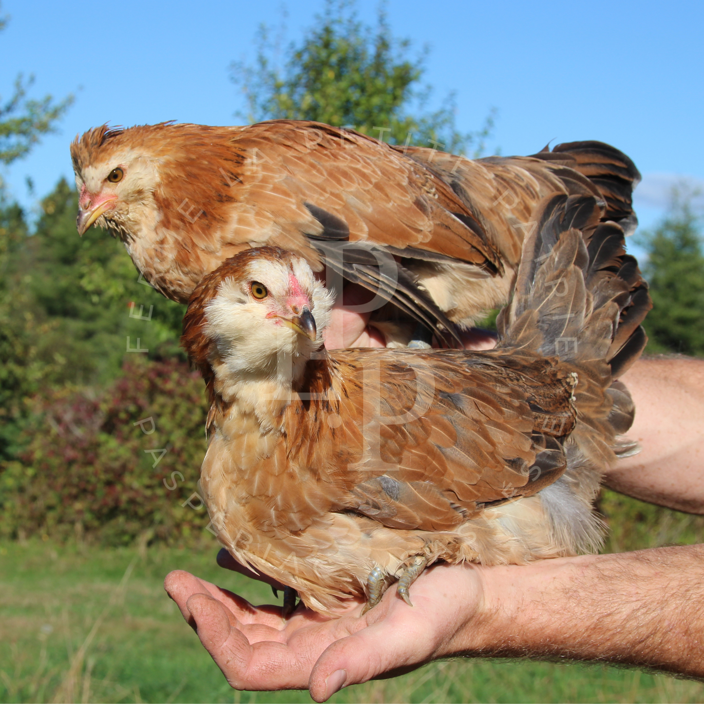 Blue Egger