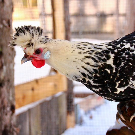 Appenzelloise huppée (Cueillette à la ferme seulement)