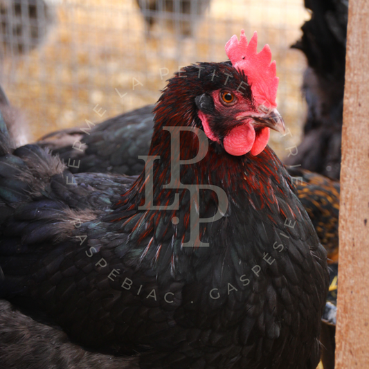 Marans noir à camail cuivré