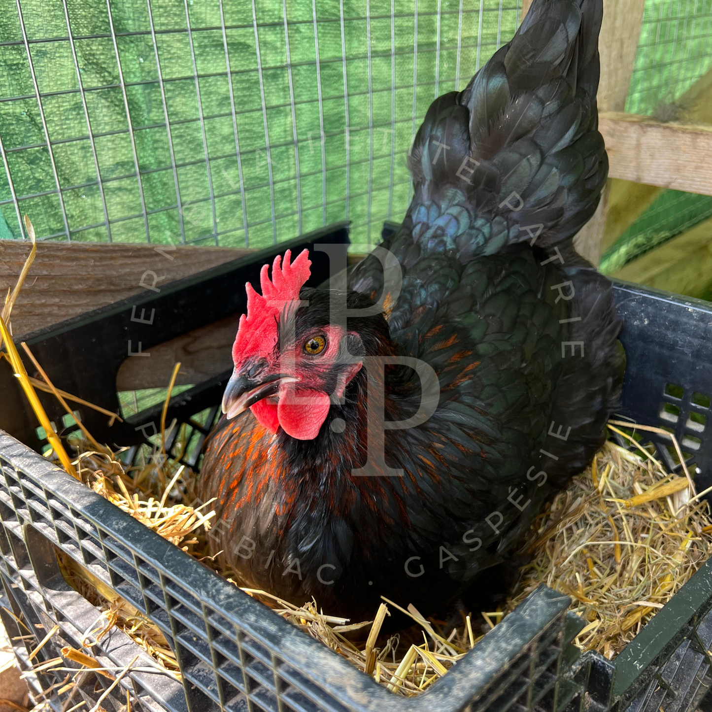 Marans noir à camail cuivré