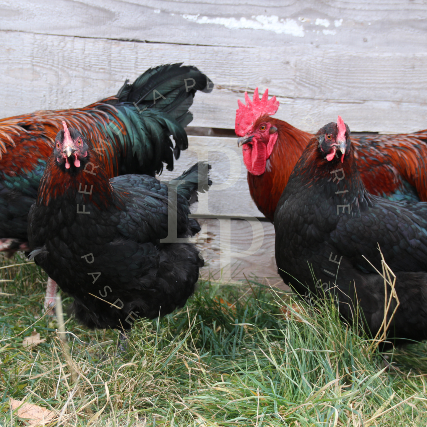 Marans noir à camail cuivré