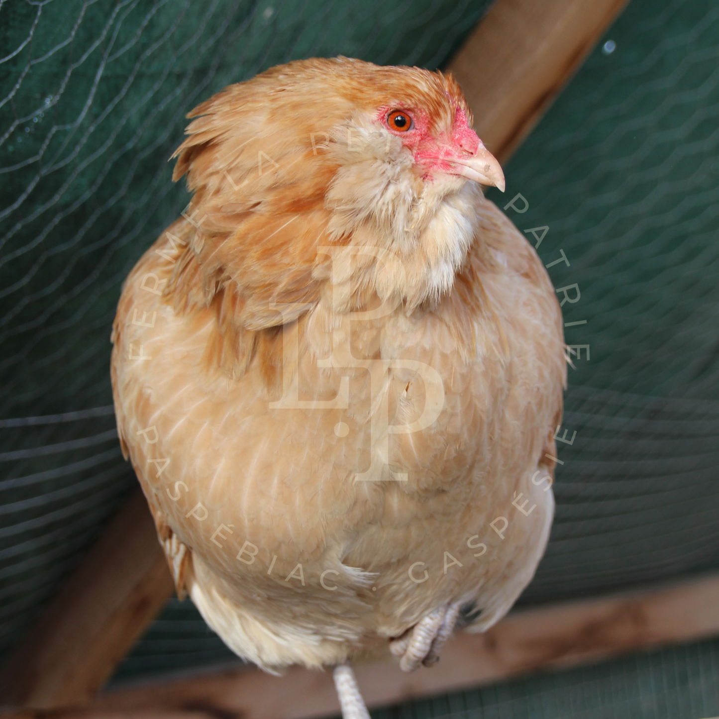 Blue Egger
