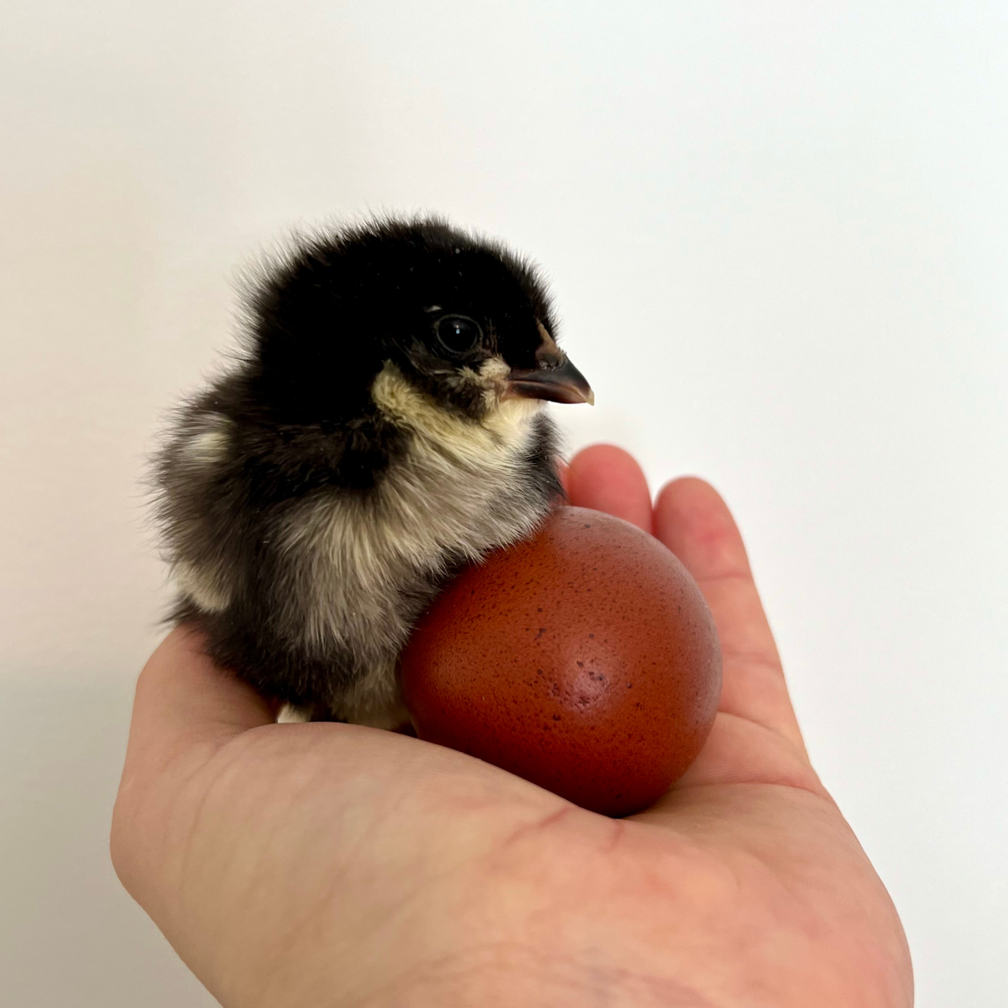 Marans noir à camail cuivré