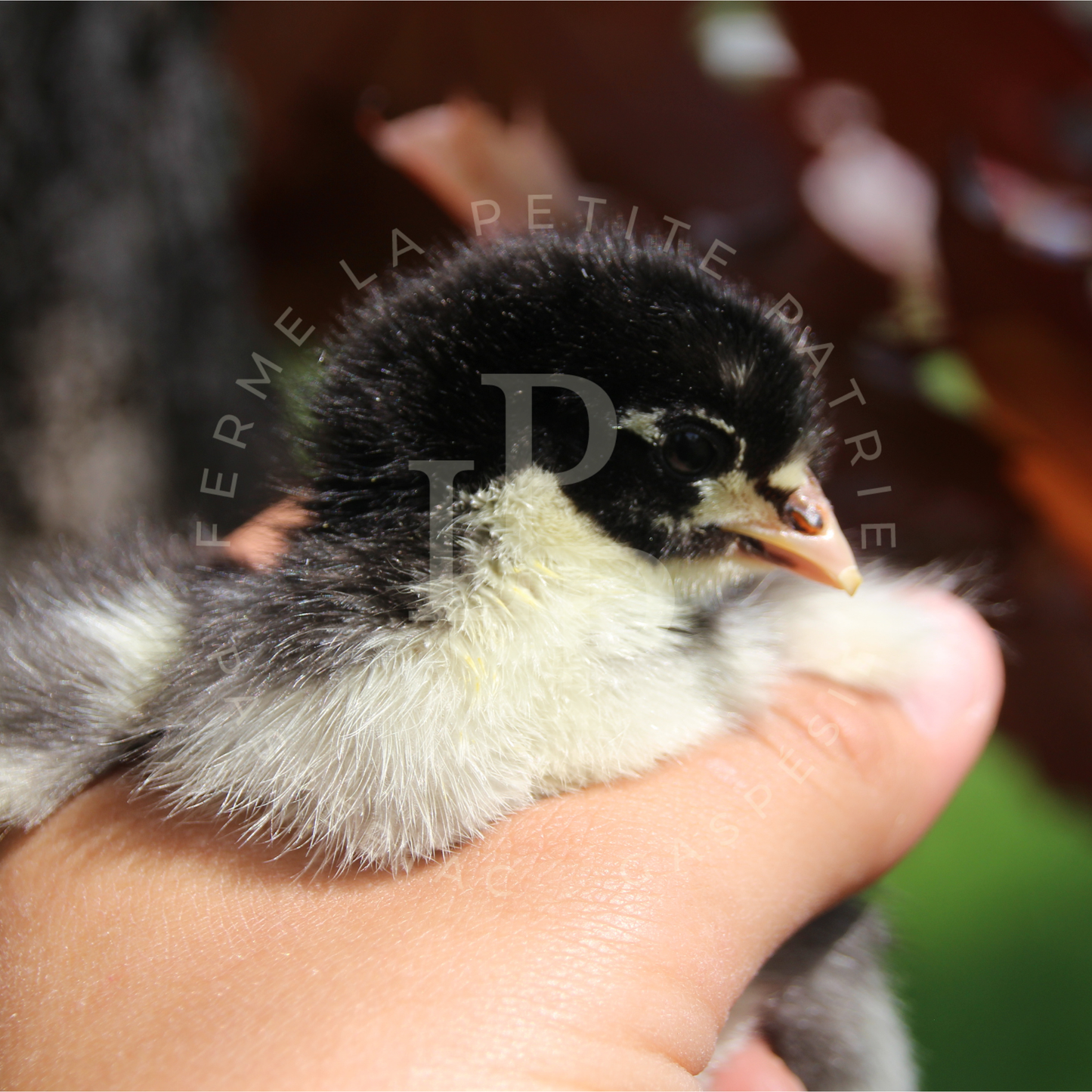 Marans noir à camail cuivré