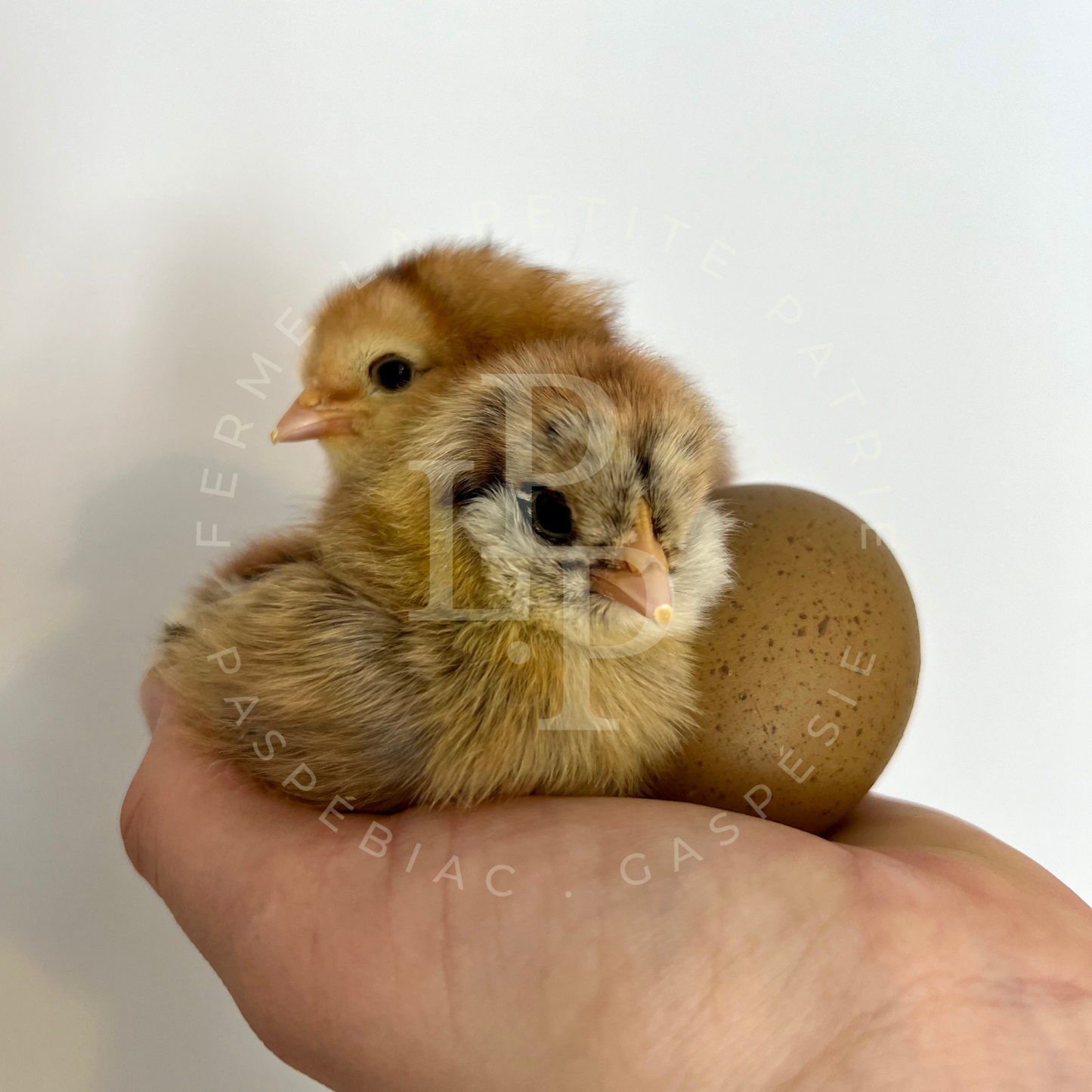 Olive Egger