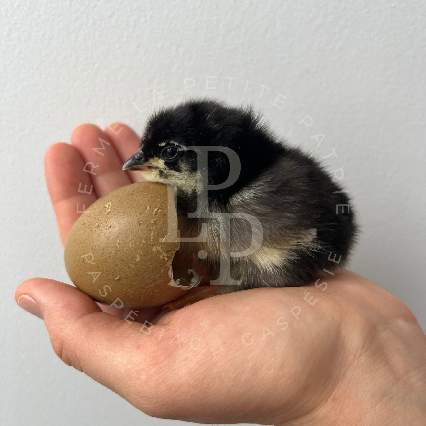 Olive Egger