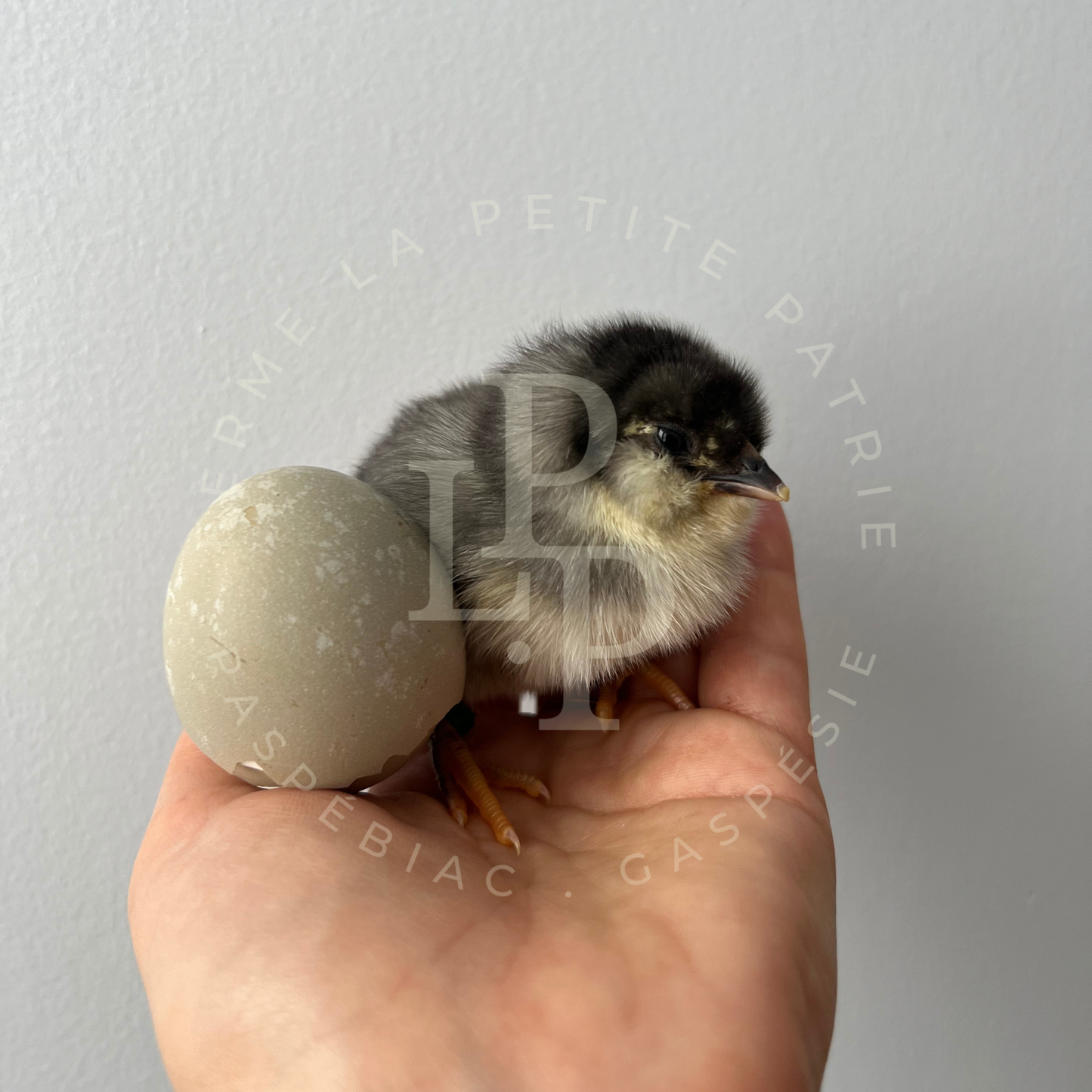 Olive Egger